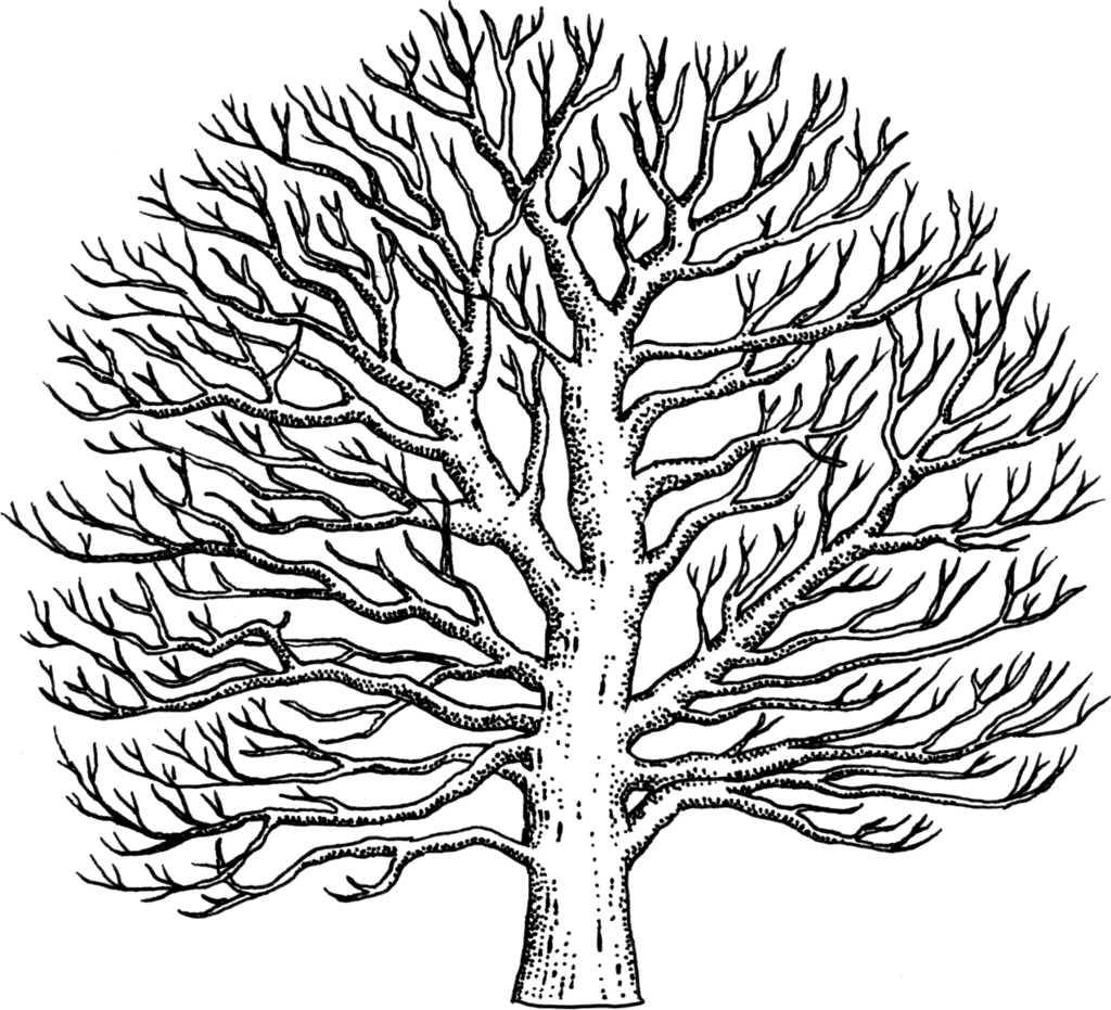 Sycamore Tree Drawing - Easy To Draw Sycamore Tree (1024x931)