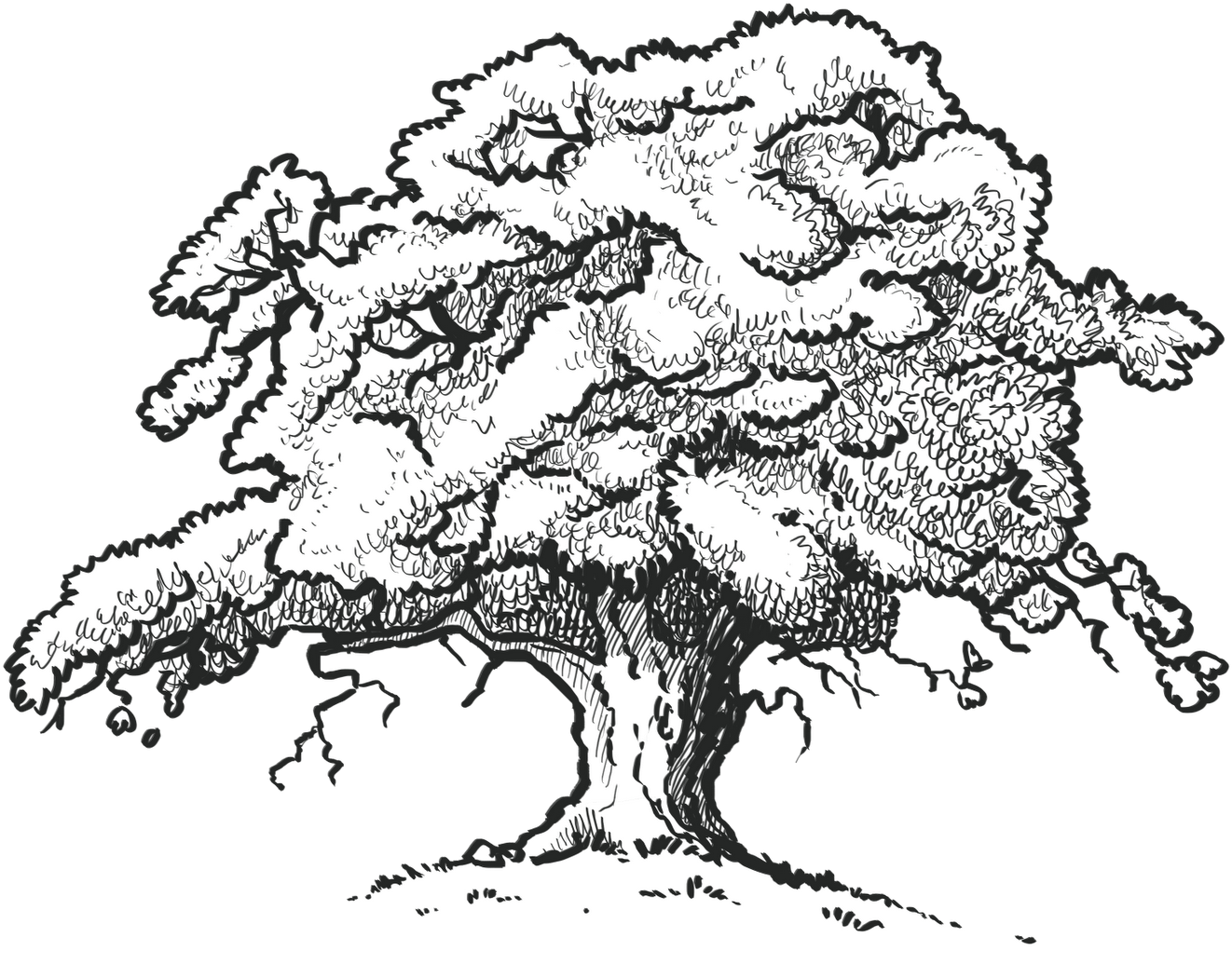 The Old Oak Tree Edenbray - Scarlet Oak Tree Drawing (1600x1131)