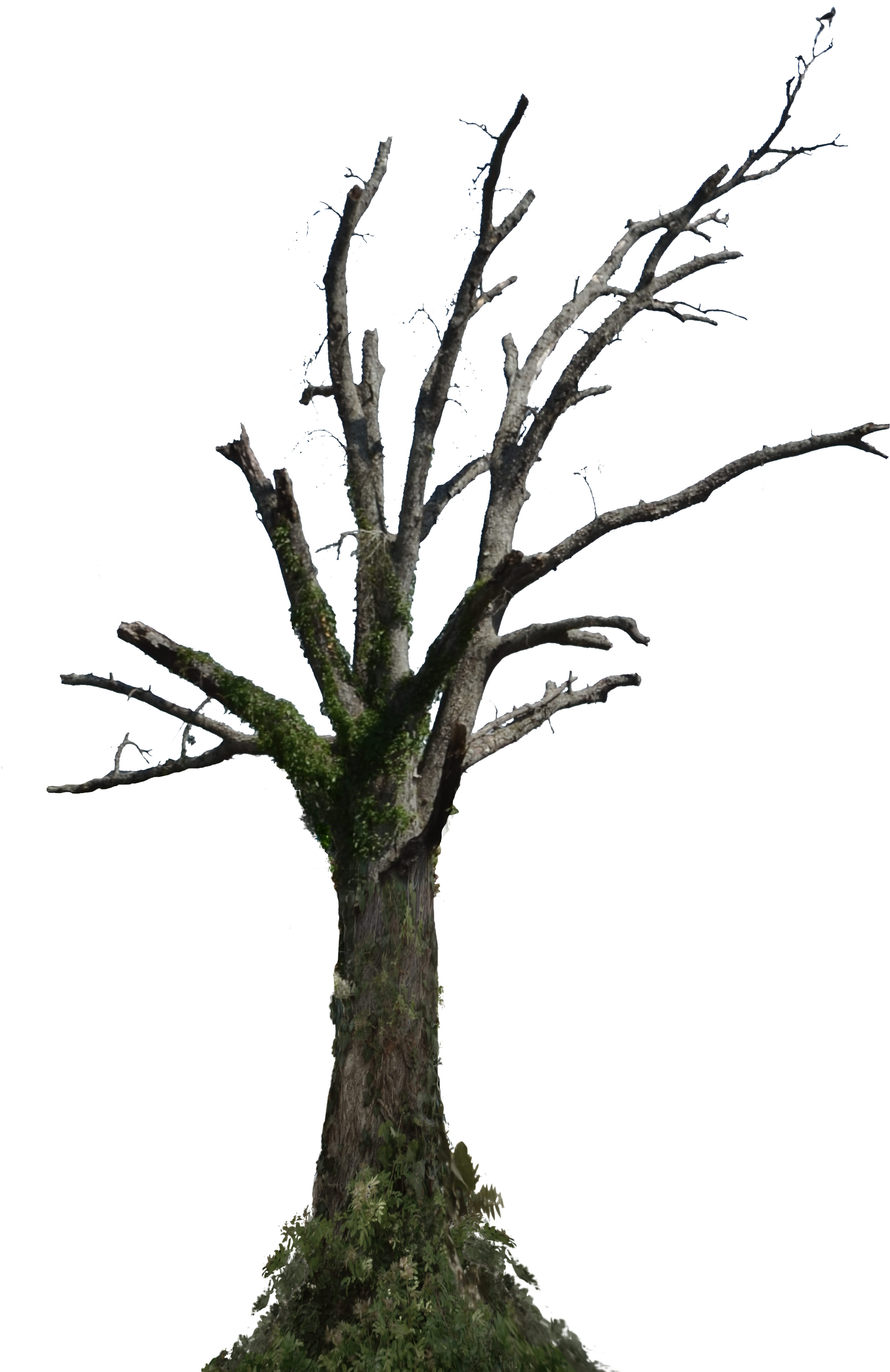 Dead Tree Png Stock Photo 0098 With Ivy By Annamae22 - Dead Tree Png (3560x4535)