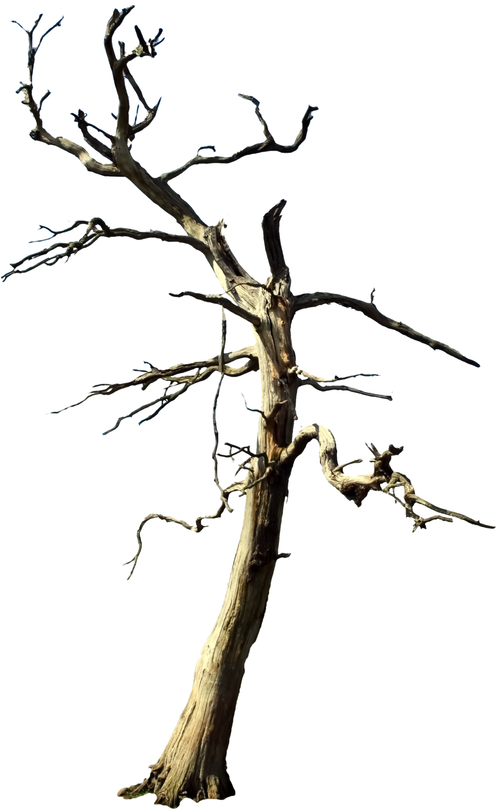 Galaxies - Free Dead Tree Png (1640x2670)