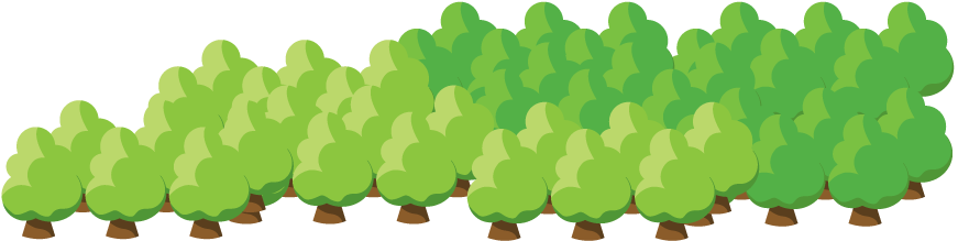 -maple Trees Are Tapped By Drilling Holes Into The - Illustration (895x235)