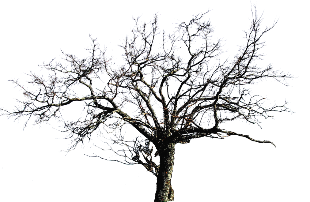 Dead Pine Tree Silhouette Download - Leafless Banyan Tree Png (1024x768)