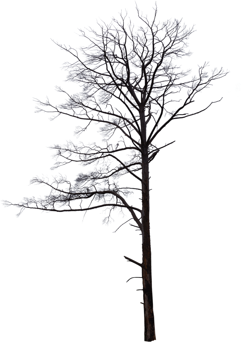Dead Tree - Pond Pine (800x1204)