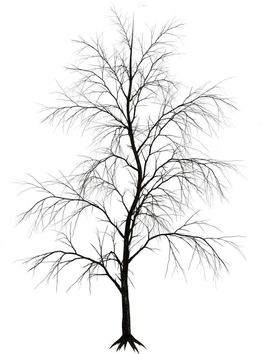 Dark Trees Png Stock 09 By Roy3d Top Amp Front View - Black And White Trees Png (1024x1282)