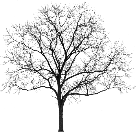 Tubes Arbres / Arbustes / Feuillages - Winter Tree Silhouette Png (470x457)
