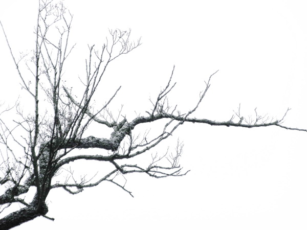 Dead Tree Silhouette Png - Swimming In The Sea Of Trees [book] (600x450)