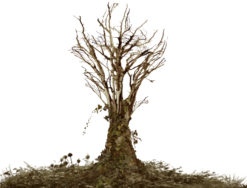 Dead Tree With Ivy Png Landscape Stock Warm By Annamae22 - Dead Trees Png (1019x785)
