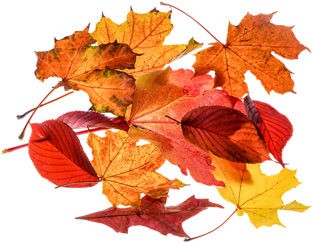 Autumn Leaf Clipart 25, - Autumn Leaves Transparent (960x640)