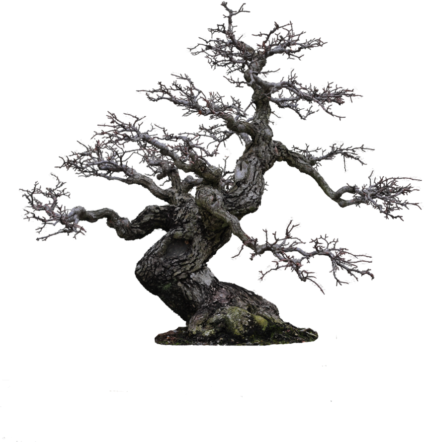 Tree Png By Camelfobia - Old Tree Png (900x1125)