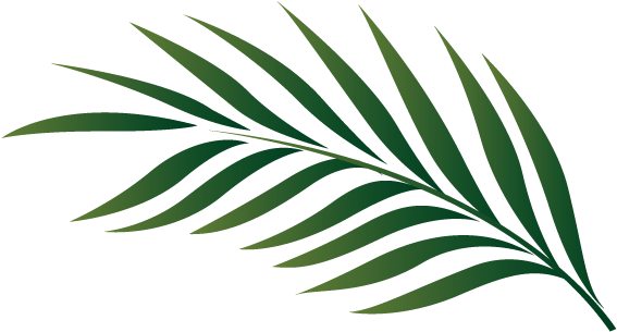 Palm Leaf Outline - Palm-leaf Manuscript (575x356)