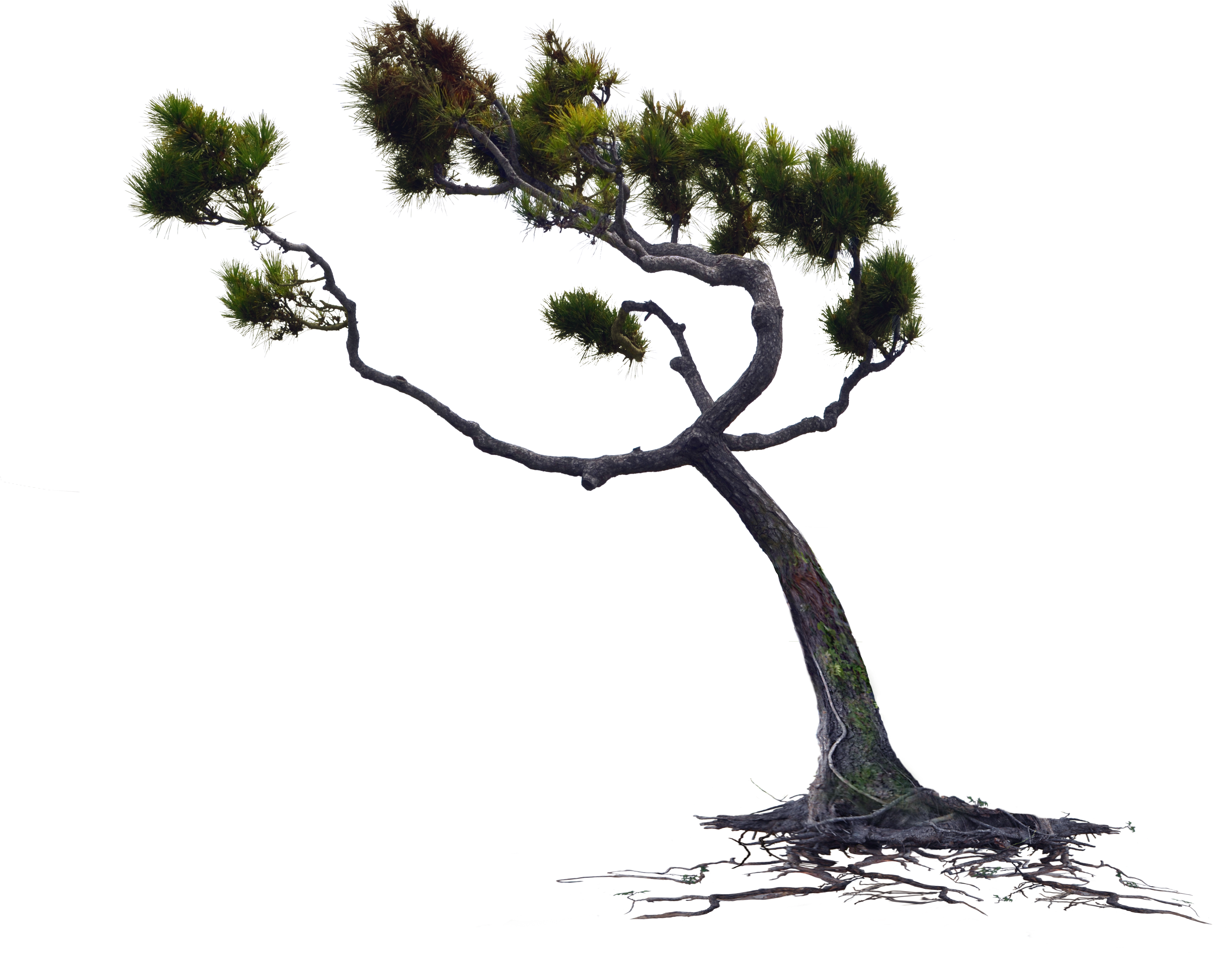 Wind Blown Pine Tree Png Stock Photo 0167 Rework By - Tree Wind Png (5712x4366)