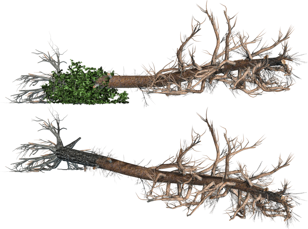 Fallen Tree Clipart - 쓰러진 나무 Png (1024x768)