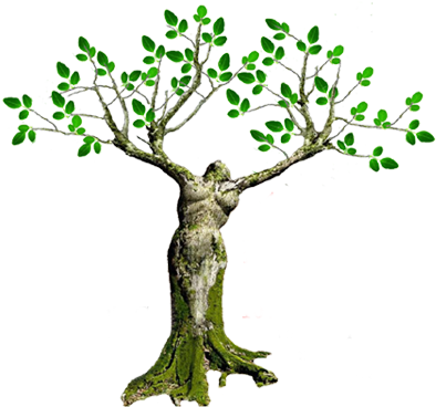Health Benefits Of The Moringa Tree - Moringa Benefits In Spanish (425x372)