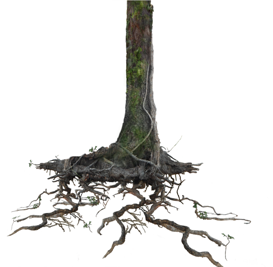 Tree Trunk Roots Png Stock Lake 1077 Cc4 By Annamae22 - Tree Trunk With Roots (934x856)