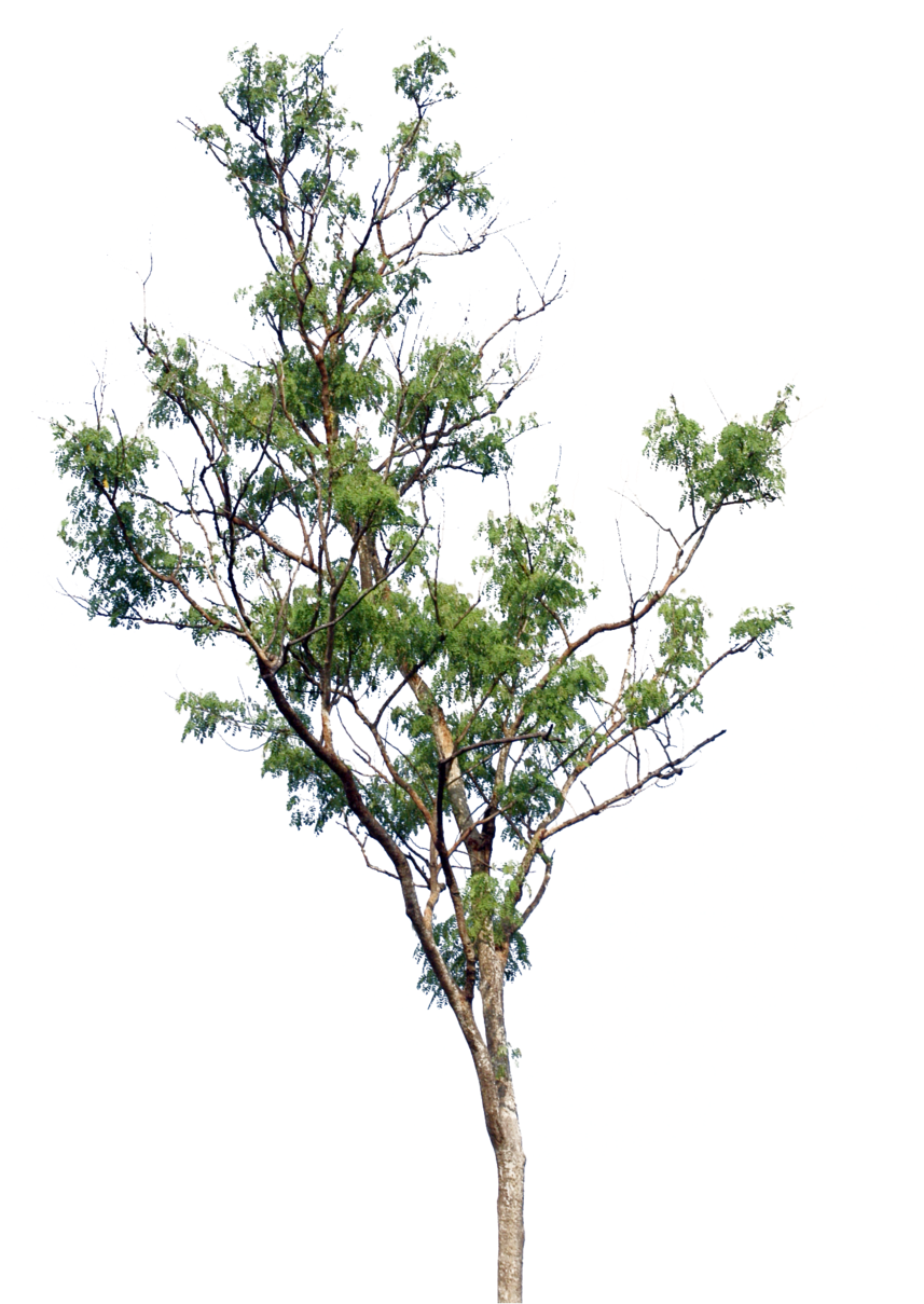 Tree Png By Blur-stock - Little Tree Png (900x1355)