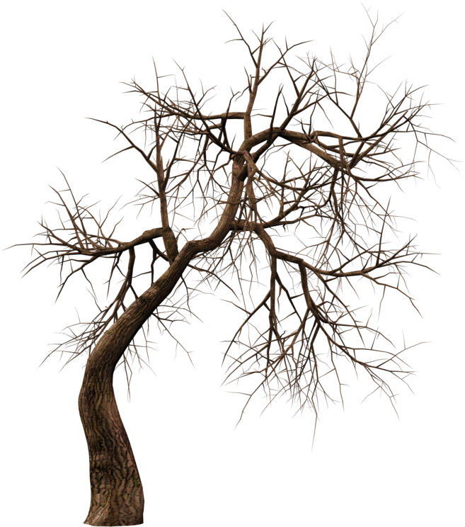Roy3d 9 0 Trees 10 Png Stock By Roy3d - Horror Png (1024x768)