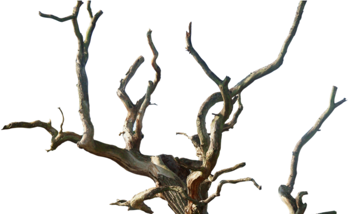 Old Tree Transparent (798x418)