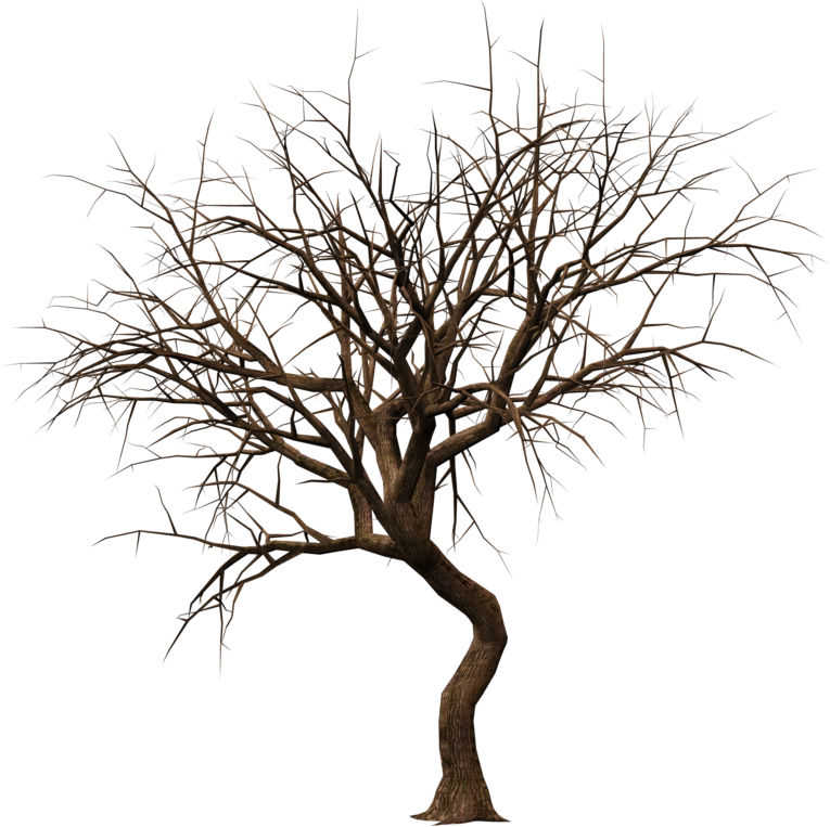 Trees 08 Png Stock By Roy3d - Pond Pine (1024x768)