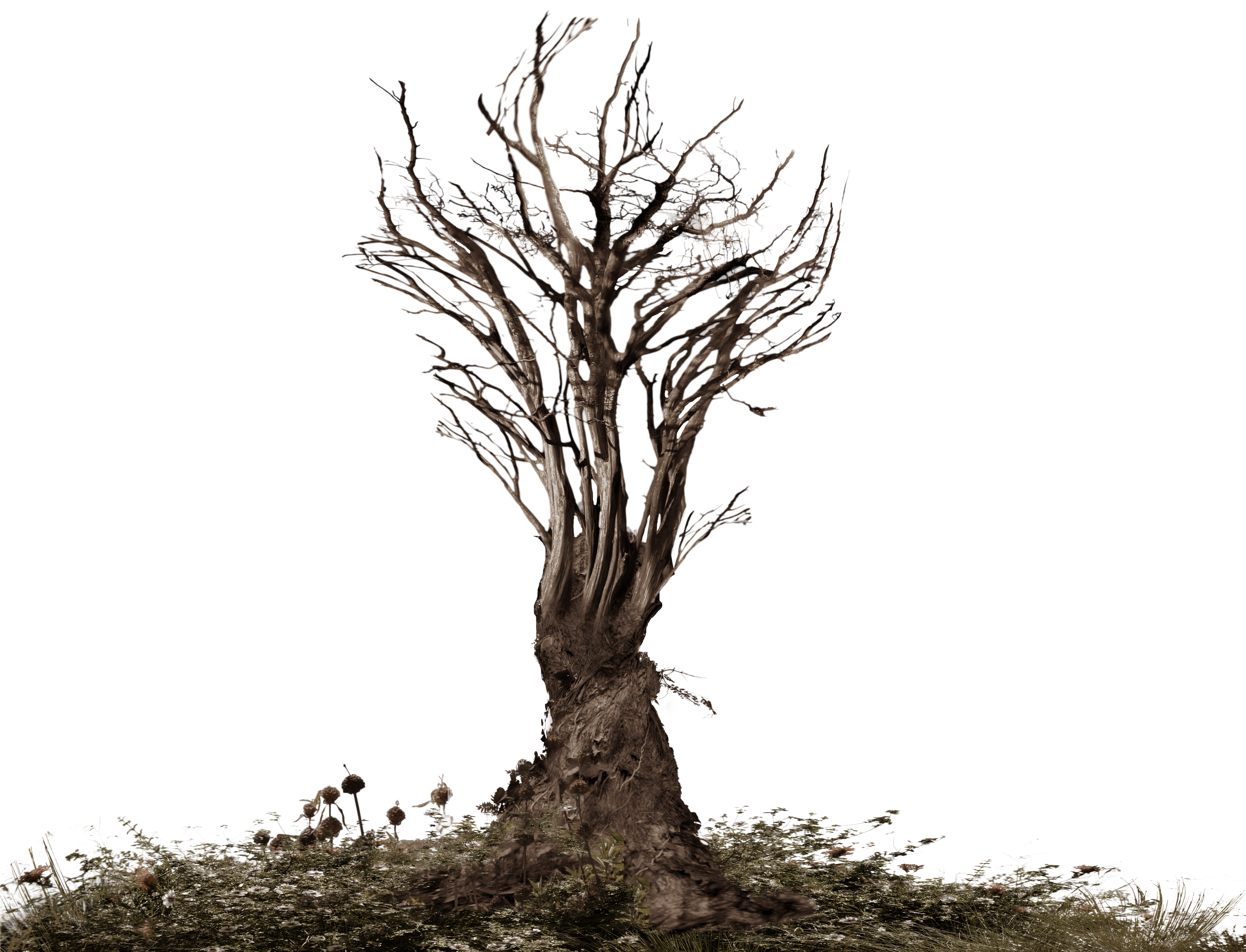 Twisted Scary Tree Stock Photo Png Distort 2 By Annamae22 - Dead Trees Png (5568x4289)