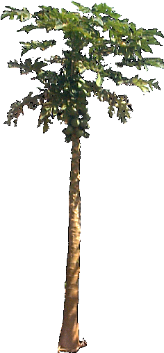 Papaya Plant Png (256x512)