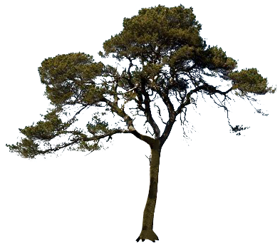 Transparent Background Trees (397x380)