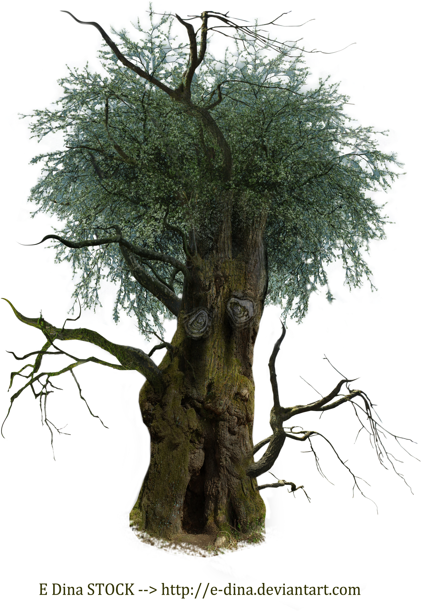 Hq Png Stock Tree Man By E-dinaphotoart - Tree (2000x2500)