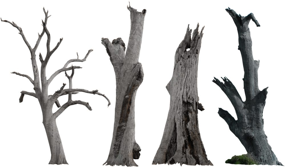 Source - Fc04 - Deviantart - Net - Report - Dead Tree - Dead Tree Png (1024x592)