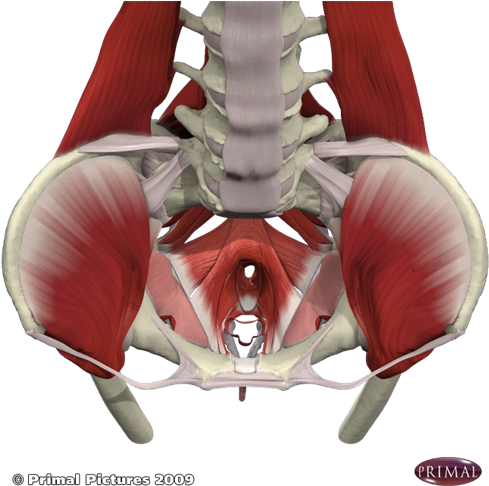 Anatomy Of Pelvic Floor Bone - Pelvic Floor And Low Back Pain (500x500)