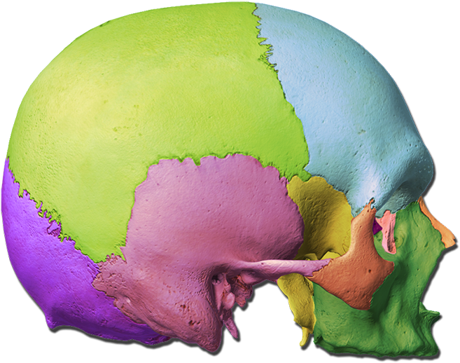 Skull Labeling Quiz - Illustration (700x700)