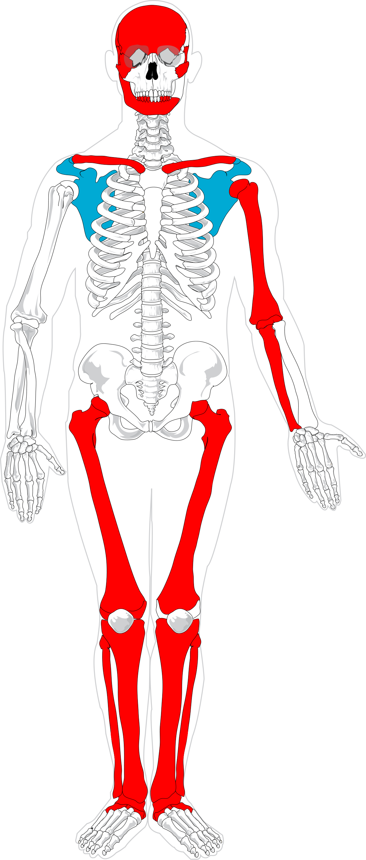 Human Skeleton (1200x2819)