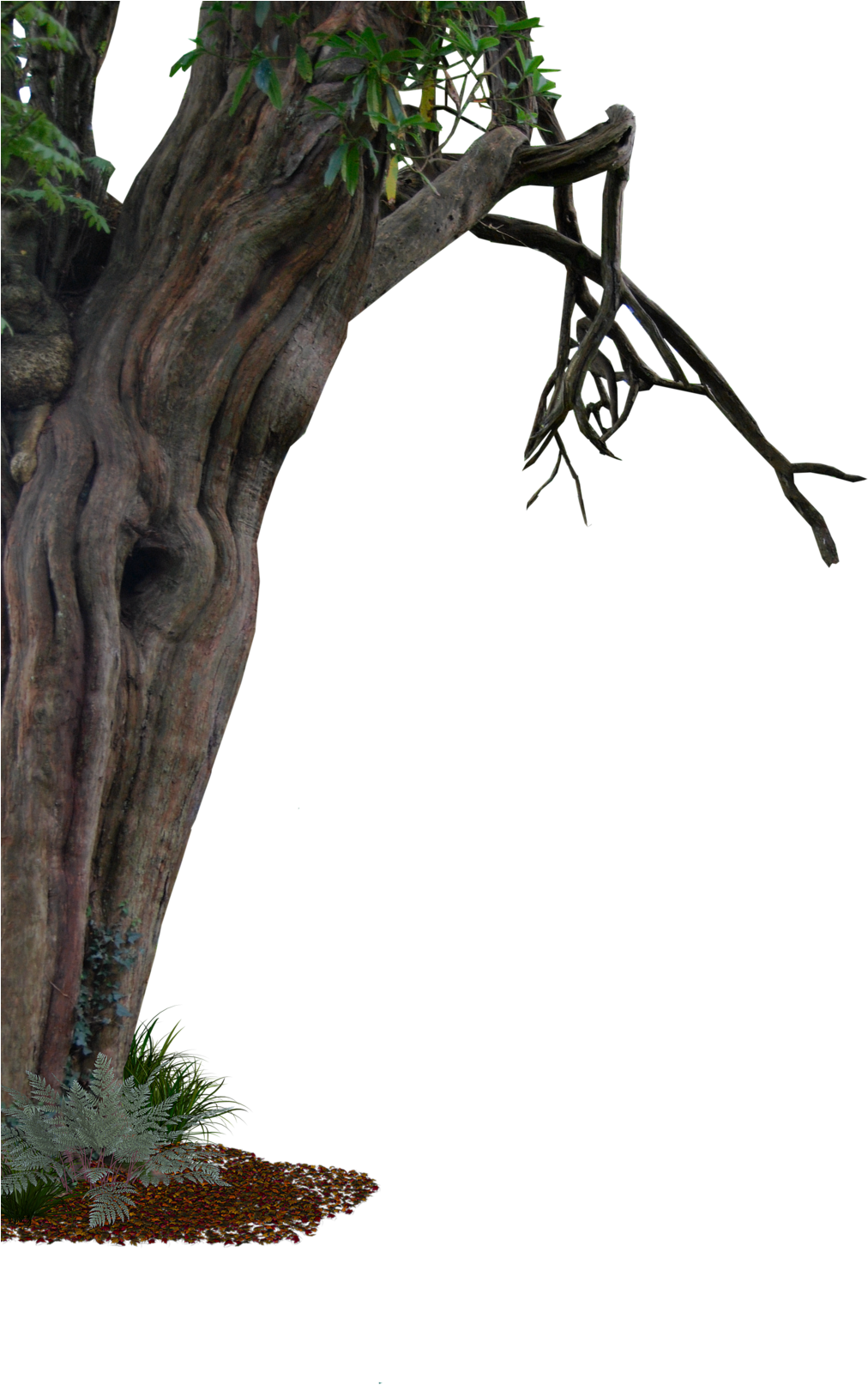 Aledjonesdigitalart Creepy Old Tree Side Png - Side Of A Tree (1024x1637)