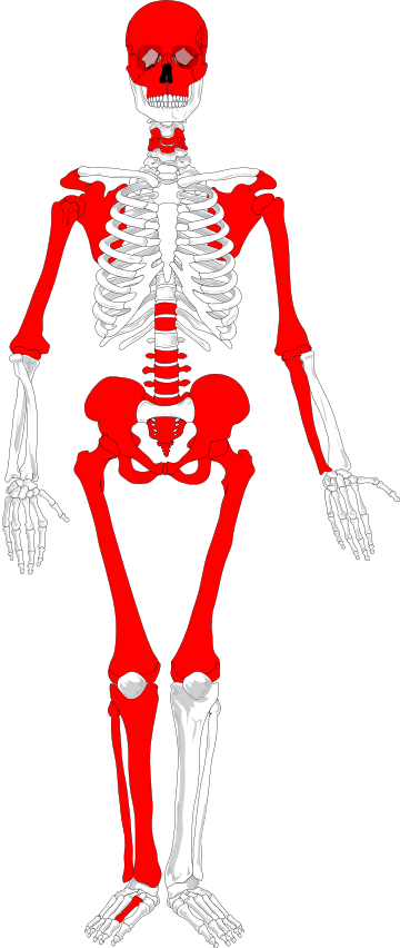 Body Of Undetermined Sex Was Either Oversampled, Lacked - Human Skeleton Diagram No Labels (360x852)