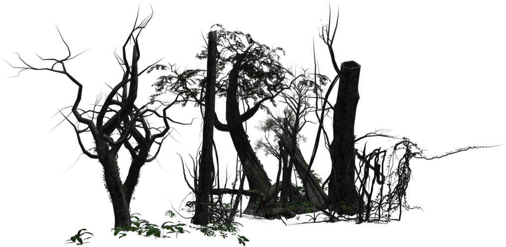 Forest 02 By Free Stock By Wayne - Forest Png (1024x645)