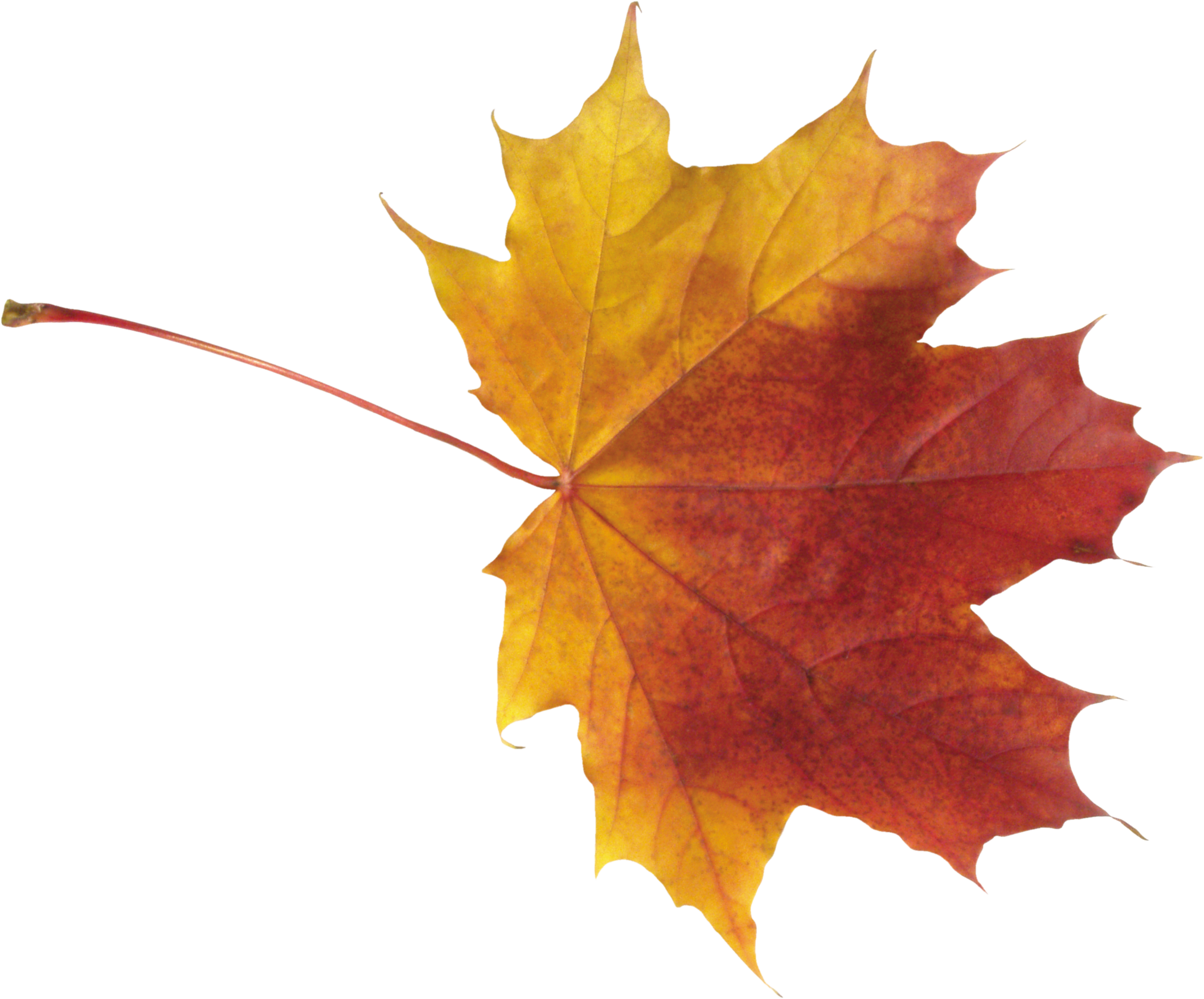 Autumn Leaves High Quality Png - Autumn Maple Leaf Png (2813x2334)