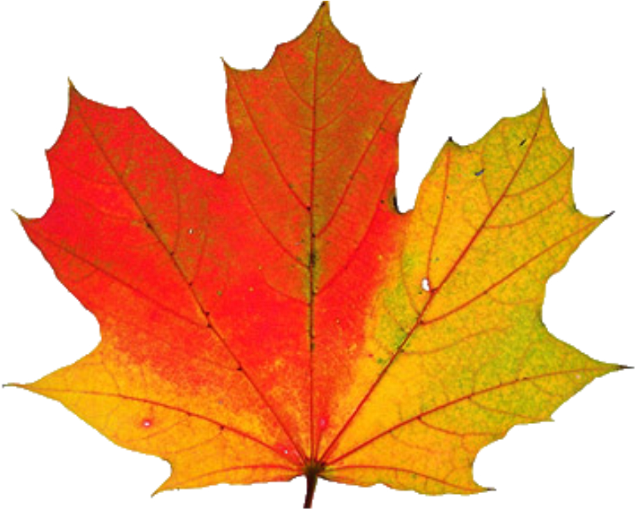 Thanksgiving Transparent Png - Fall Leaf (1023x737)