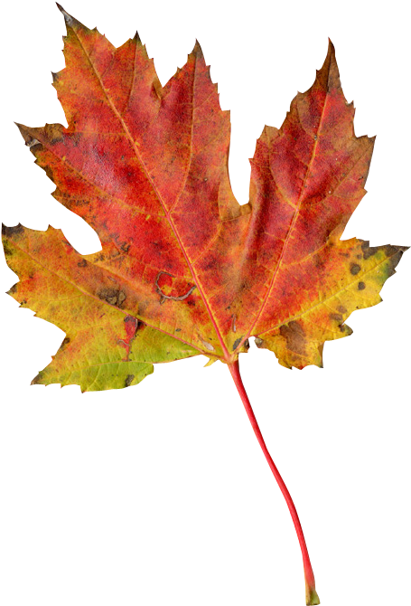 The Gallery For > Fall Leaves Background Tumblr - Collard Greens Bundle Png (709x720)