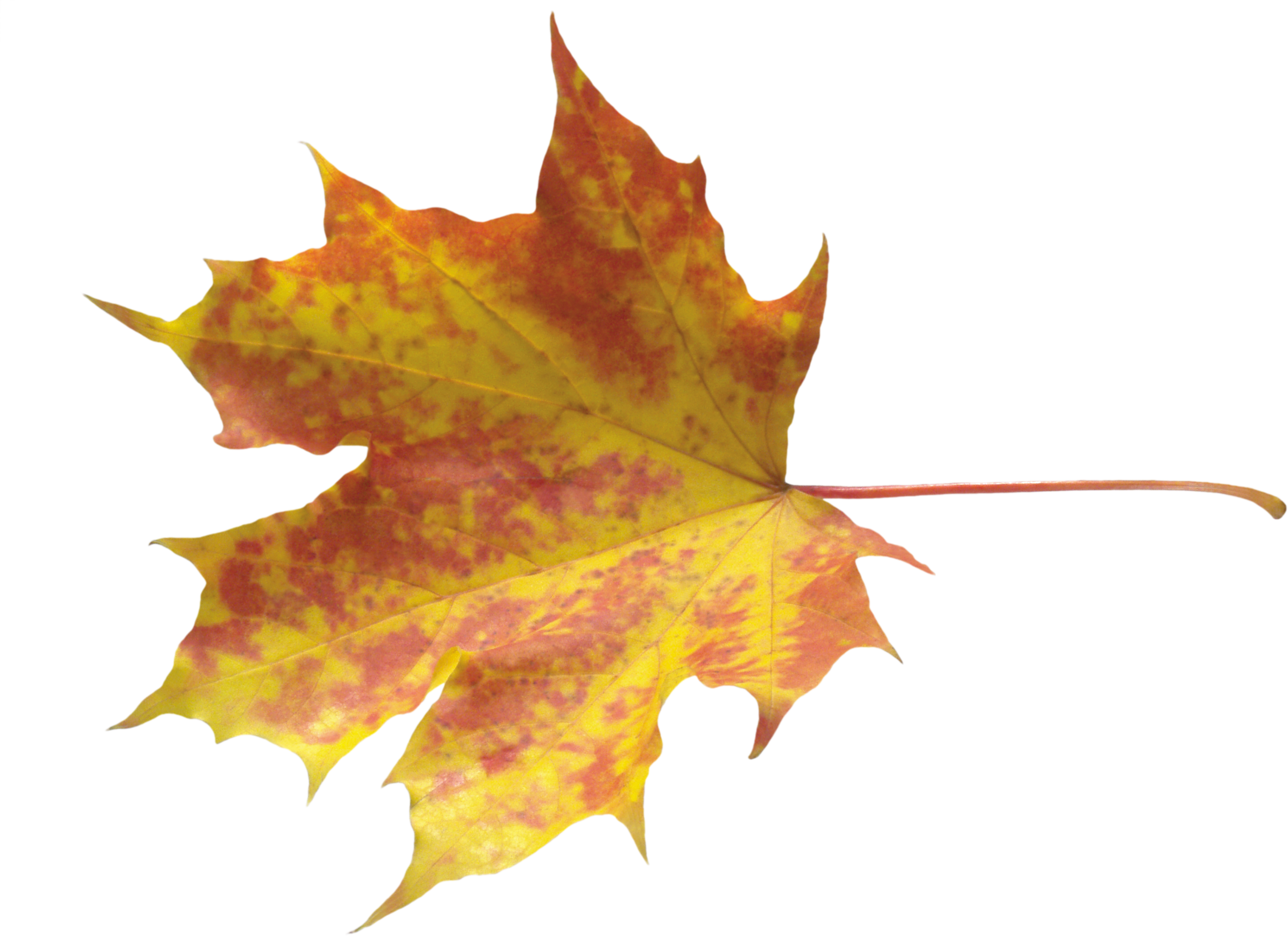 This High Quality Free Png Image Without Any Background - Осенние Листья Картинки (2800x2037)
