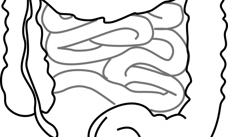 Study Identifies Processes In The Gut That Drive Fat - Intestines Clipart (800x480)