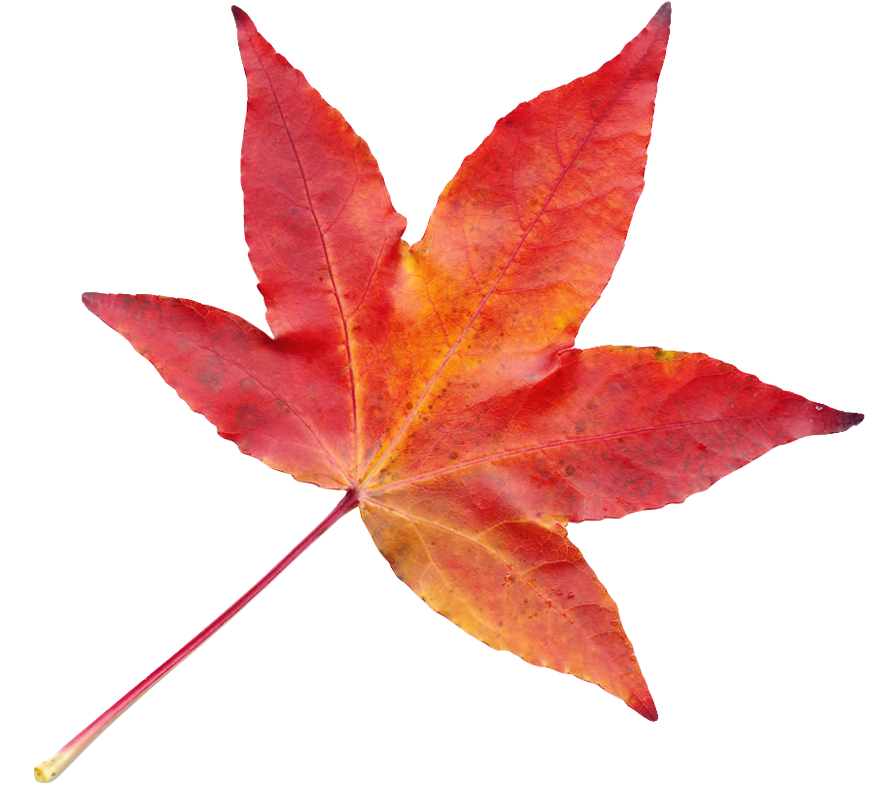 Maple Leaves Group Transparent Png Stickpng - Transparent Autumn Leaves Png (902x889)