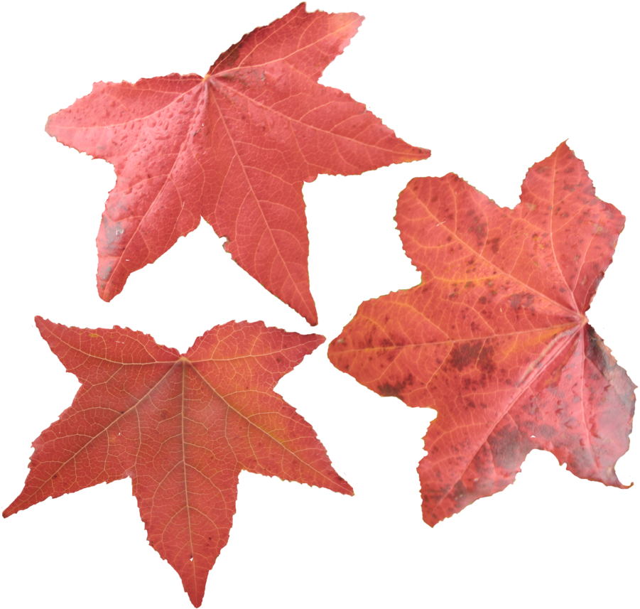 Falling Rose Leaves Png Transparent Free By Theartist100 - Maple Leaves (900x900)