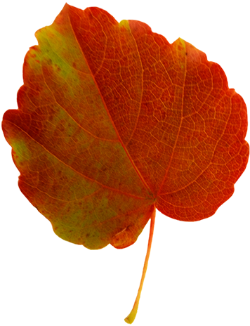 Fall Leaves Clip Art - Orange Fall Leaf Clip Art (356x472)