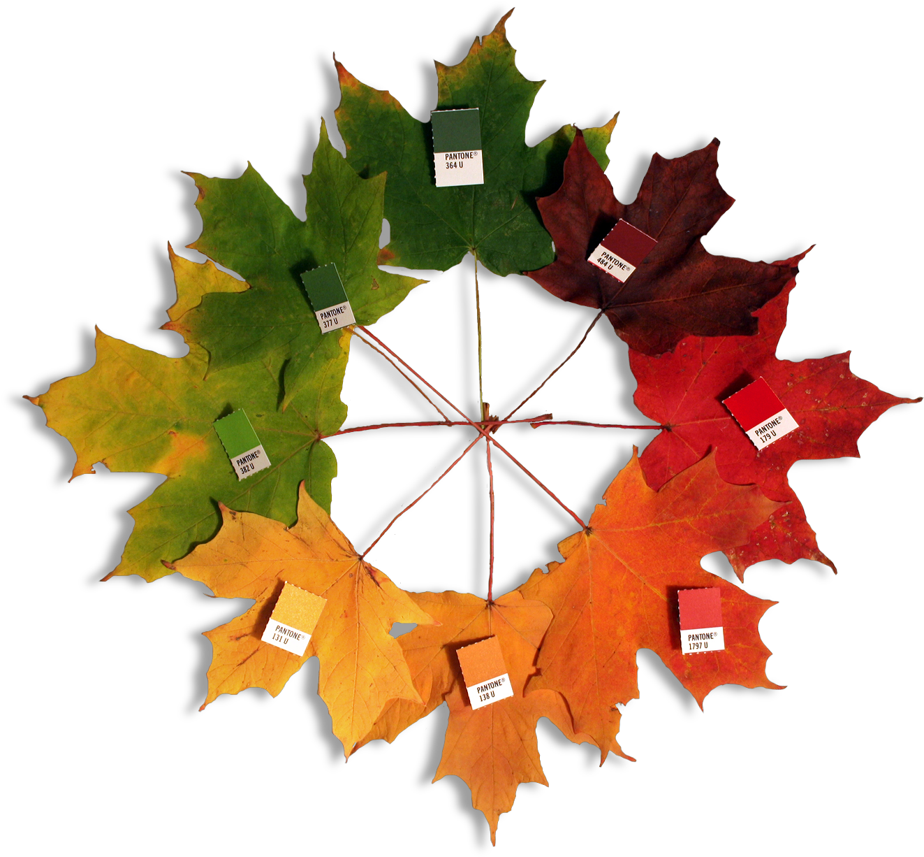 Autumn Leaves - Maple Leaf Color (1420x1333)