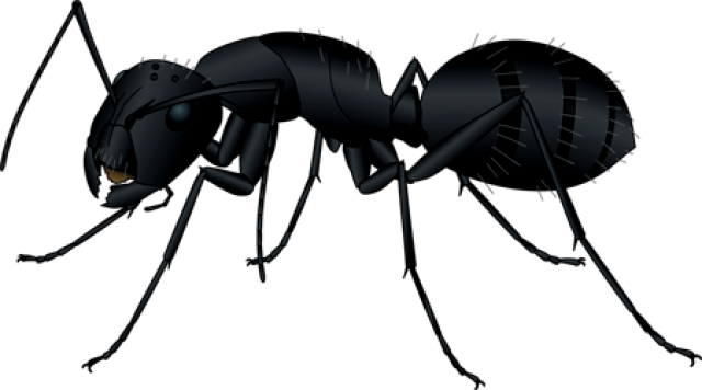 Black Ant - Black Garden Ant (640x356)