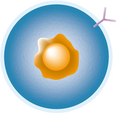 B-cell - Chimeric Antigen Receptor (500x375)