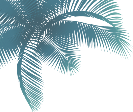 Palmera - Flores Y Palmeras Png (529x447)