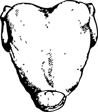 Back Of Fowl Black White Line Art 27 - دجاج مشوى كليب ارت (333x383)