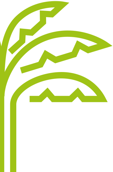 Huge Range Of Native And Exotic Palms - Huge Range Of Native And Exotic Palms (395x597)