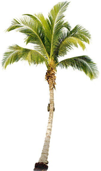 Tropical Palm Tree Png - Palm Png (339x572)
