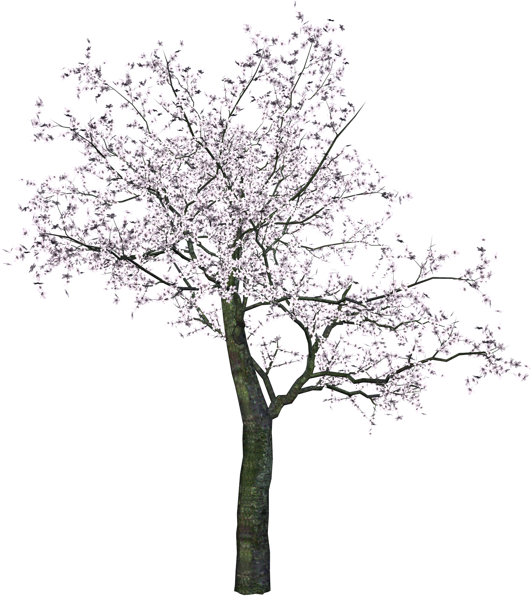 Tree Png Image - Cherry Blossom Tree Render (1741x1949)