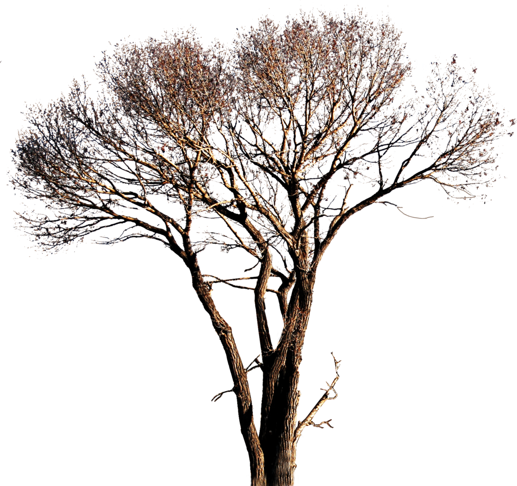 Tree-3 By Bupaje On Deviantart - Dead Tree Transparent Background (1024x962)